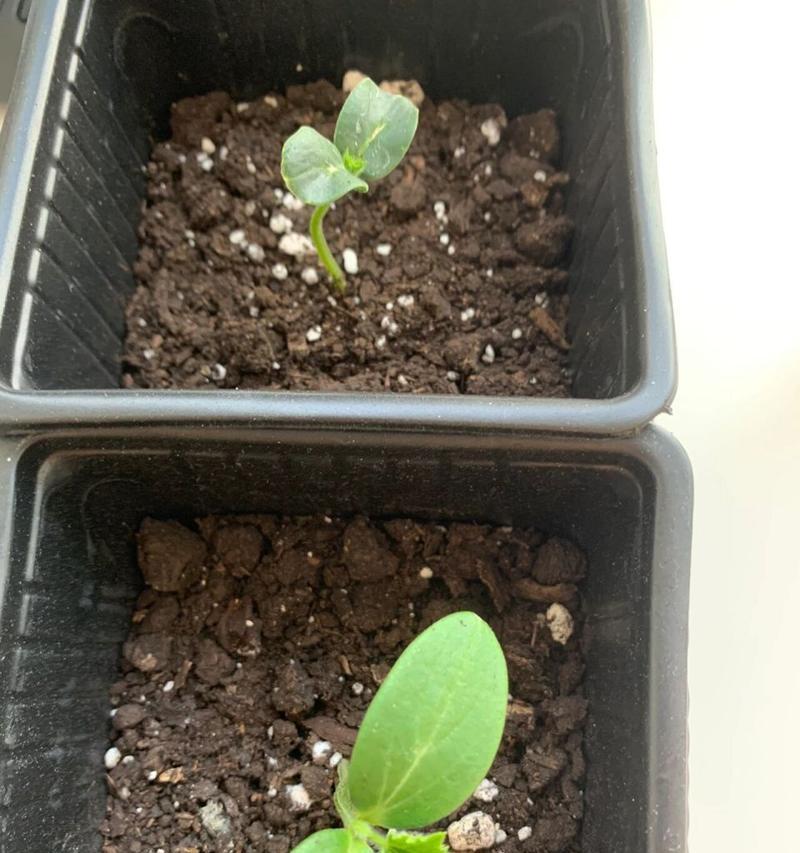 黄瓜种子发芽需要几天？如何加速发芽过程？
