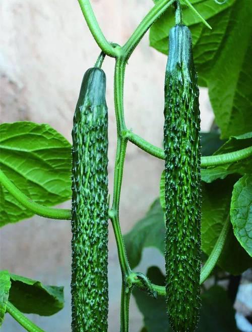 黄瓜种子是怎么来的？种植黄瓜种子的正确方法是什么？