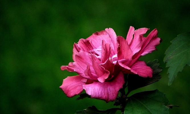木槿花象征着什么意义？木槿花的花语和文化含义是什么？