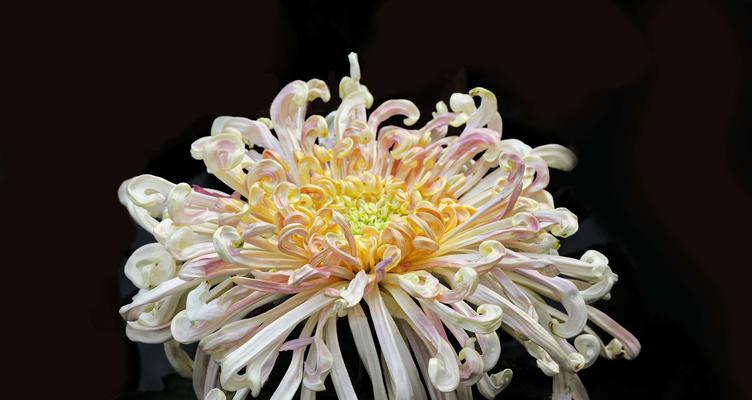 南通市花是菊花吗？菊花在南通文化中象征着什么？