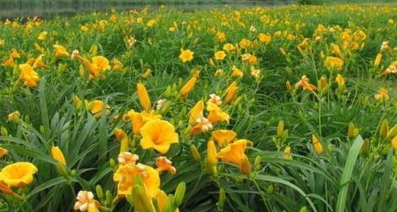 黄花菜病虫害防治技术有哪些？如何有效实施防治措施？