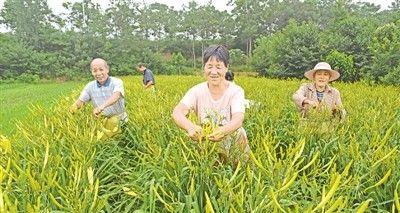 黄花菜几月份收获？如何正确采收以保持最佳品质？