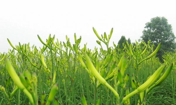 黄花菜几月份收获？如何正确采收以保持最佳品质？