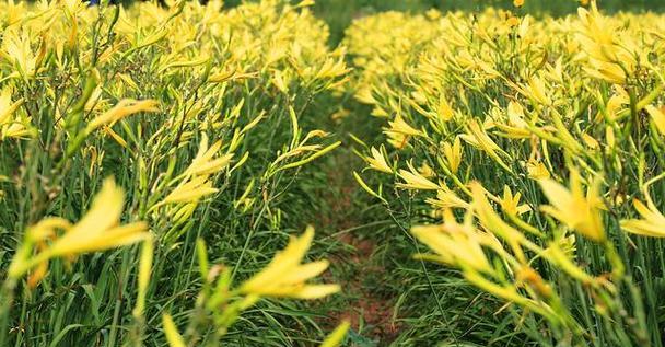 黄花菜可以种在院子里吗？院子里种植黄花菜的注意事项是什么？