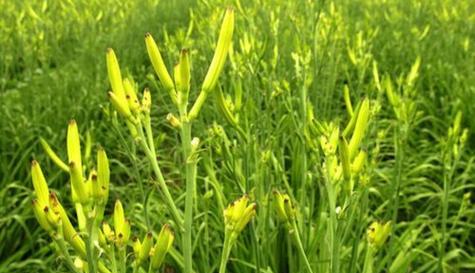 黄花菜的开花季节是什么时候？具体几月份开花？
