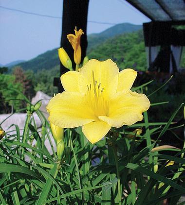 黄花菜的开花季节是什么时候？具体几月份开花？