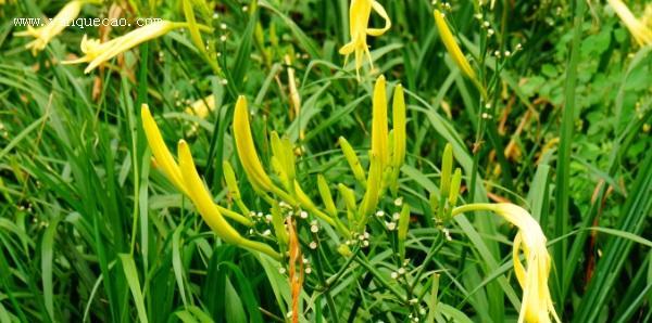 黄花菜是什么菜？它有哪些营养价值和食用方法？