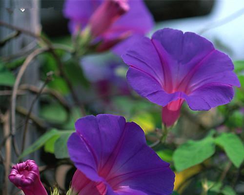 牵牛花的花语是什么？如何解读牵牛花的象征意义？
