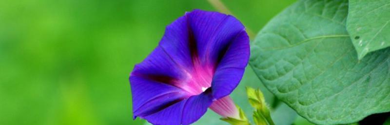 牵牛花的花语是什么？牵牛花寓意象征意义有哪些？