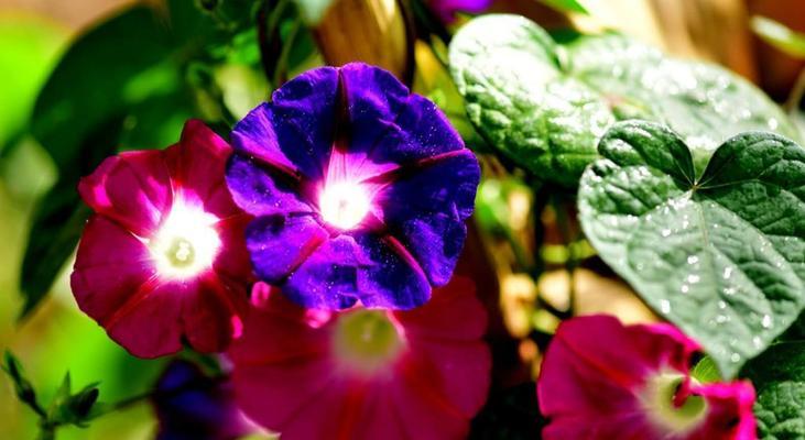 牵牛花的花语是什么寓意？如何解读牵牛花的象征意义？