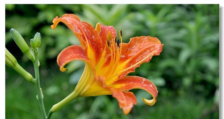 黄花菜一年开几次花？如何管理才能多次开花？