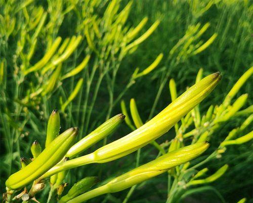 黄花菜有种子吗？如何正确种植和收获？