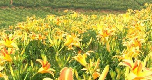 黄花菜什么时候种植最好？种植方法有哪些常见问题？