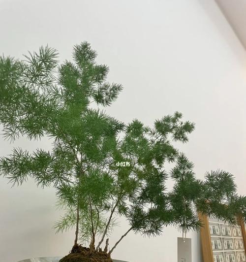 青松代表什么人？青松象征的含义和文化解读是什么？