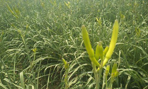 黄花菜什么时候种植最好？种植方法有哪些常见问题？