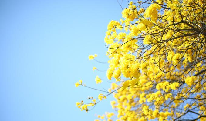 黄花风铃木什么时候开花？最佳观赏期是什么时候？