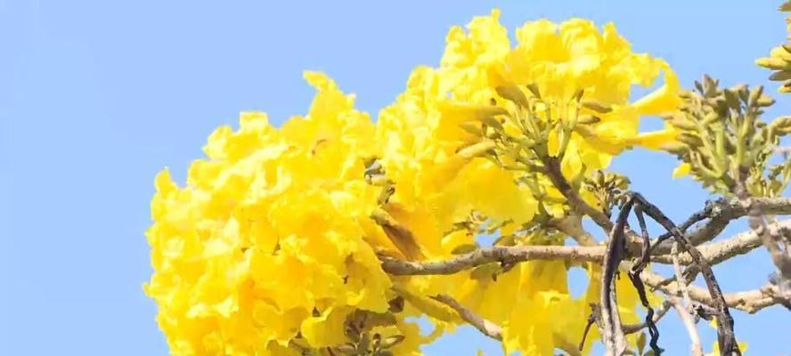 黄花风铃木什么时候开花？最佳观赏期是什么时候？