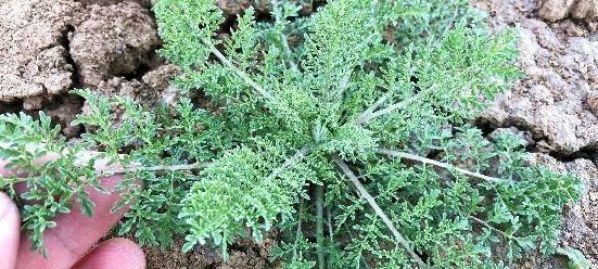 黄花蒿属于蕨类植物吗？它的分类和特性是什么？