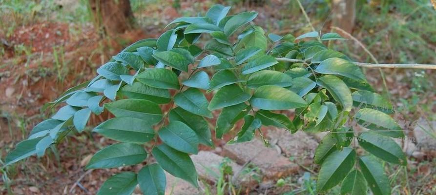 黄花梨开花时间是什么时候？一般几月份开花？