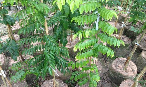黄花梨种子怎么种植？种植黄花梨种子的正确步骤是什么？