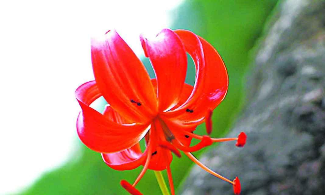 山丹花象征着什么？山丹花的寓意有哪些常见问题解答？