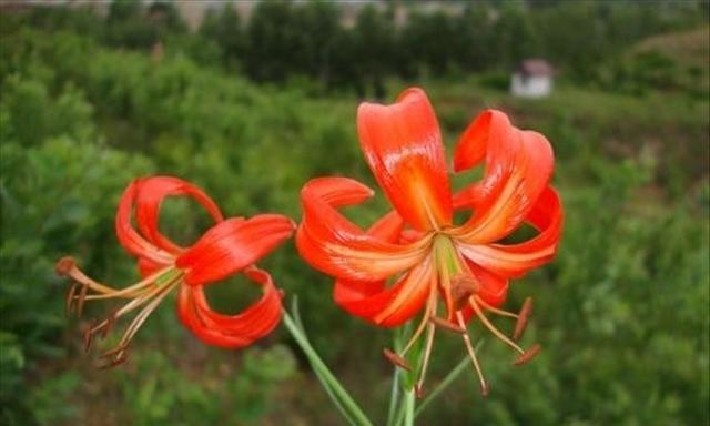 山丹花象征着什么？山丹花的寓意有哪些常见问题解答？