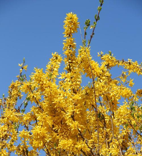 黄花照波开花季节是几月？如何确定最佳观赏时间？