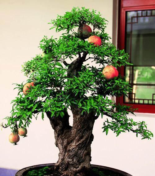 石榴代表的生肖是什么？石榴与生肖的关联有哪些？
