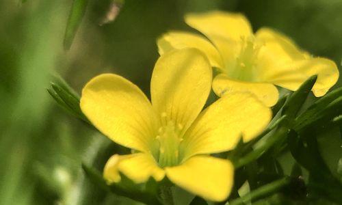 黄花酢浆草属于什么植物类别？它的特点有哪些？