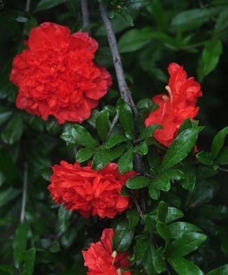 石榴花花语代表什么意思？石榴花的象征意义有哪些？