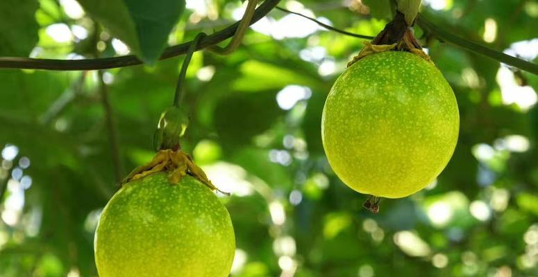 黄金百香果几月份成熟上市？如何挑选最佳成熟果实？