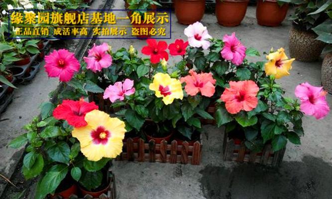 什么花象征诚信？诚信之花有哪些？