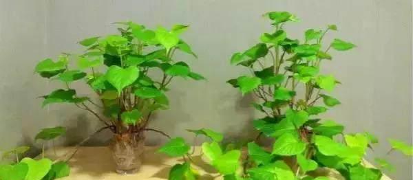 黄金草水培可行吗？水培种植方法与技巧是什么？