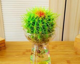 黄金草水培可行吗？水培种植方法与技巧是什么？