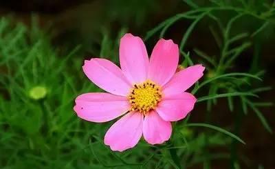 什么花代表放弃的爱？放弃爱情的花卉象征是什么？