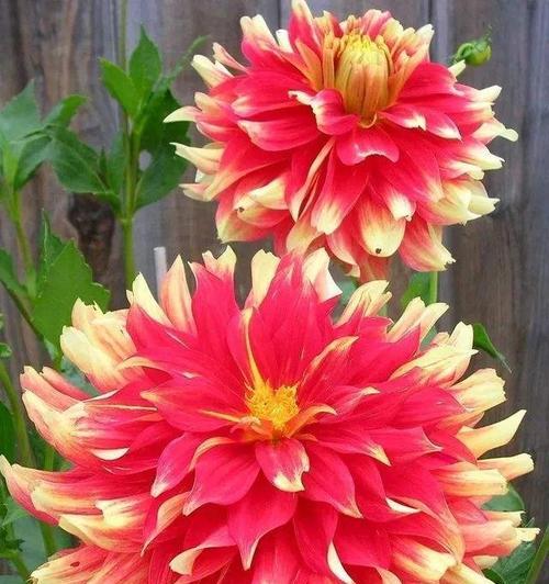 什么花象征富贵？富贵花有哪些种类和特点？