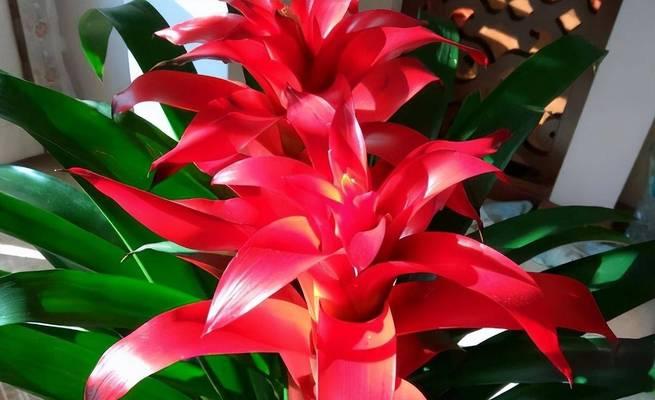 什么花象征富贵？富贵花有哪些种类和特点？