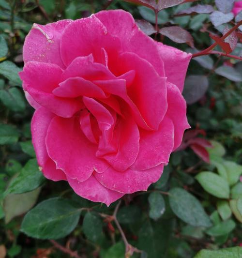 什么花象征富贵？富贵花有哪些种类和特点？