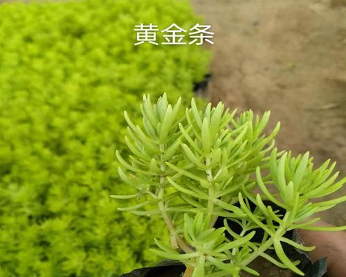 黄金佛甲草怎么养长的好？有哪些养护技巧？