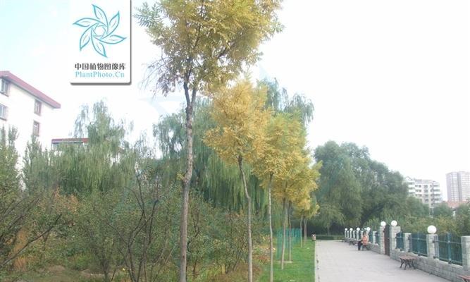 黄金槐的风水寓意是什么？如何正确摆放黄金槐以招财进宝？