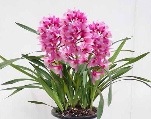 什么花代表高雅？高雅花卉的象征意义是什么？