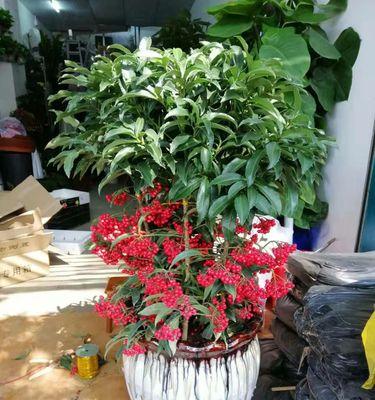 什么花象征着结束？了解结束的花语含义是什么？