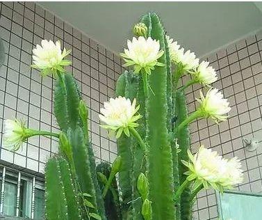 什么花代表可爱？如何选择最可爱的花卉品种？