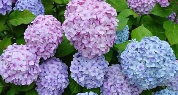 什么花代表可爱？如何选择最可爱的花卉品种？