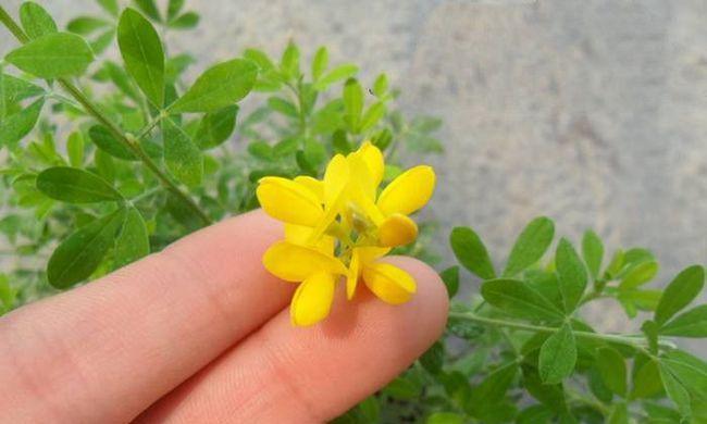 黄金雀一年开几次花？花期月份与时间是什么时候？