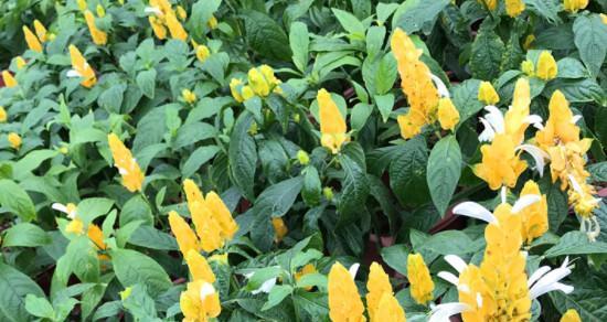 黄金雀一年开几次花？花期月份与时间是什么时候？