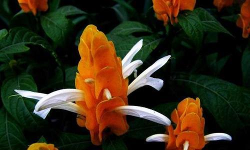 黄金塔一年开几次花？花期持续多久？