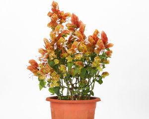 黄金塔一年开几次花？花期持续多久？