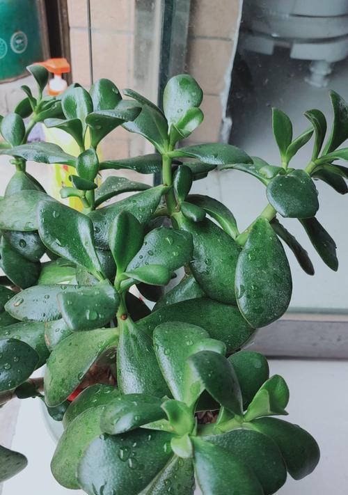 什么花象征着新生和希望？新生的花朵有哪些特点？
