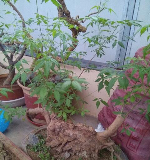 黄荆耐寒多少度？如何在冬季保护黄荆？
